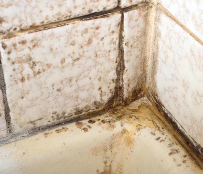 A closeup of the corner of a bathroom tub with an excessive amount of mold growth