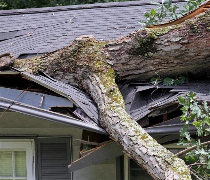 Heavy Oak Tree Demolishes a House Roof